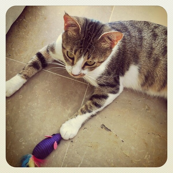 #LIFOPETS (3): Αυτά είναι τα κατοικίδιά μας