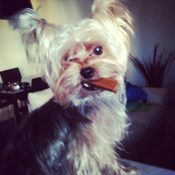 #LIFOPETS (25): Αυτά είναι τα κατοικίδιά μας
