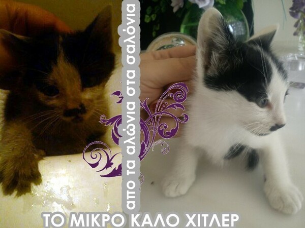 Εθελοντισμός στην Θεσσαλονίκη #3: Σώζοντας κακοποιημένες γάτες