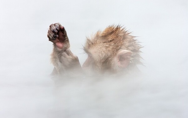 Ο πίθηκος του χιονιού κάνει βουτιές στις θερμές πηγές 
