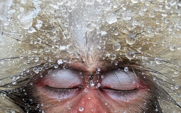 Ο πίθηκος του χιονιού κάνει βουτιές στις θερμές πηγές 