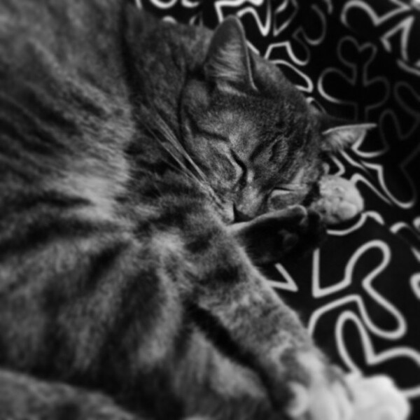 #LIFOPETS (18): Αυτά είναι τα κατοικίδιά μας