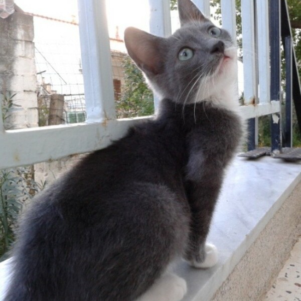 #LIFOPETS (2): Αυτά είναι τα κατοικίδιά μας