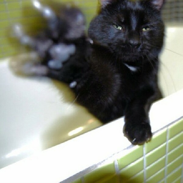 #LIFOPETS (18): Αυτά είναι τα κατοικίδιά μας