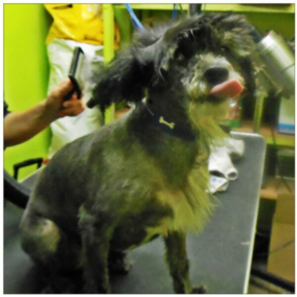#LIFOPETS (8): Αυτά είναι τα κατοικίδιά μας