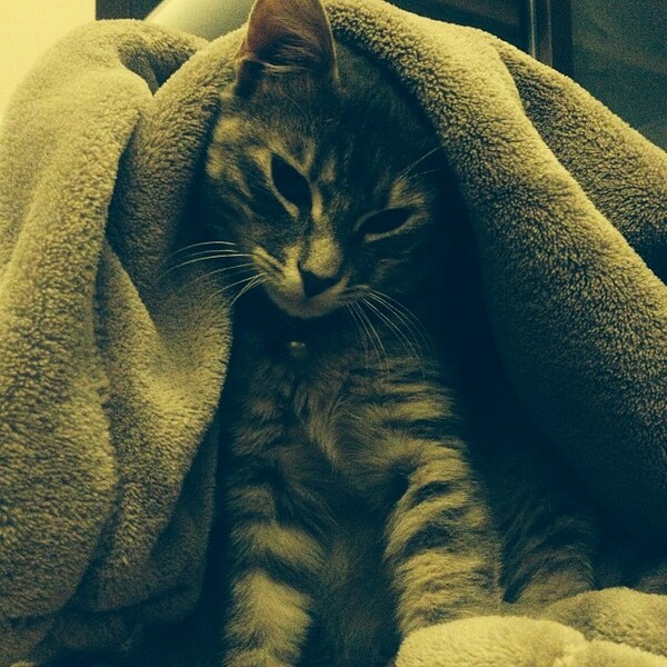 #LIFOPETS (25): Αυτά είναι τα κατοικίδιά μας
