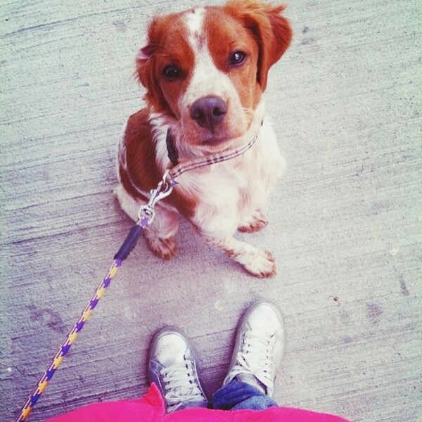 #LIFOPETS (11): Αυτά είναι τα κατοικίδιά μας