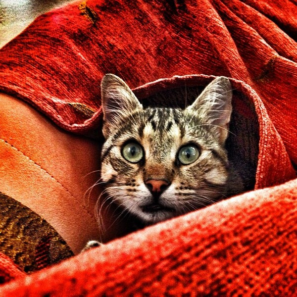 #LIFOPETS (23): Αυτά είναι τα κατοικίδιά μας