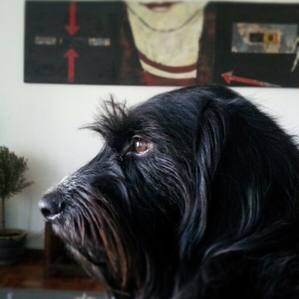 #LIFOPETS (25): Αυτά είναι τα κατοικίδιά μας