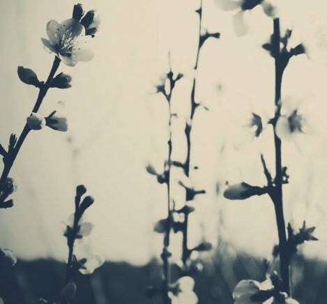Το Almond Tree της Melentini