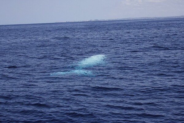Σπάνιο: 11 φωτογραφίες της λευκής φάλαινας 