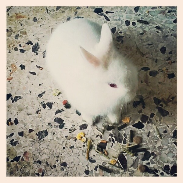 #LIFOPETS (25): Αυτά είναι τα κατοικίδιά μας