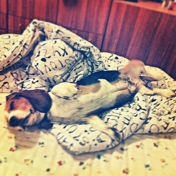 #LIFOPETS (22): Αυτά είναι τα κατοικίδιά μας