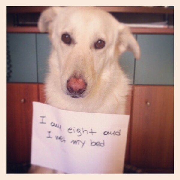 #LIFOPETS (18): Αυτά είναι τα κατοικίδιά μας