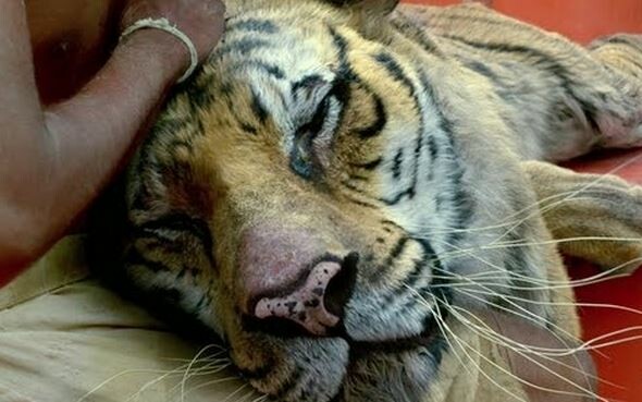 Η αλήθεια για τον τίγρη που κινδύνευσε να πνιγεί στα γυρίσματα του «Life of Pi»