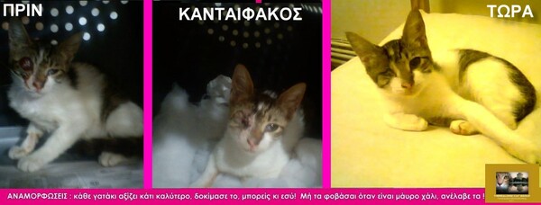 Εθελοντισμός στην Θεσσαλονίκη #3: Σώζοντας κακοποιημένες γάτες