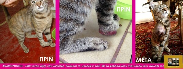 Εθελοντισμός στην Θεσσαλονίκη #3: Σώζοντας κακοποιημένες γάτες