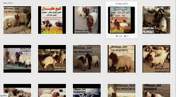 Πωλούνται πρόβατα μέσω Instagram!