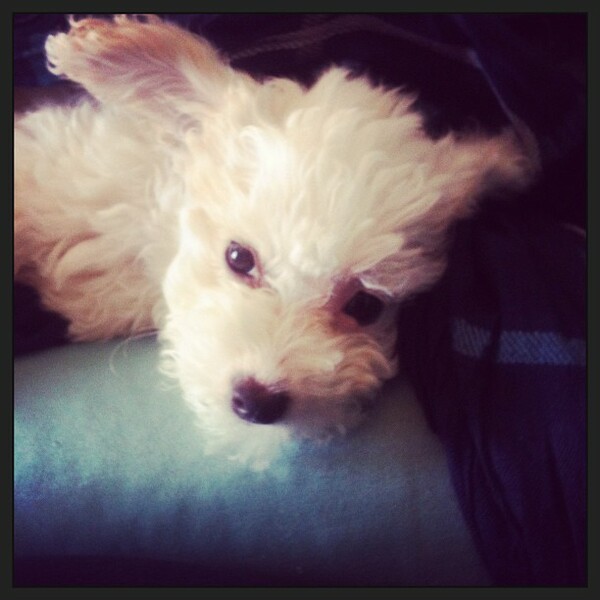 #LIFOPETS (10): Αυτά είναι τα κατοικίδιά μας