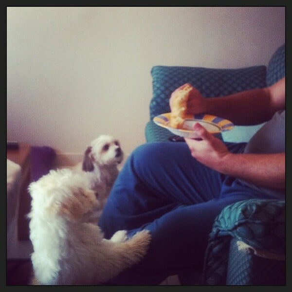 #LIFOPETS (15): Αυτά είναι τα κατοικίδιά μας
