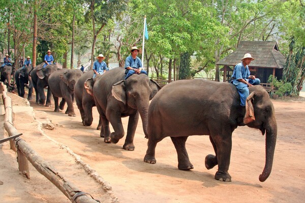 Η αλήθεια πίσω από την εκμετάλλευση ελεφάντων στην Ταϊλάνδη