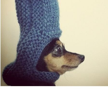 #LIFOPETS (6): Αυτά είναι τα κατοικίδιά μας