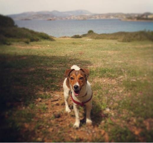 #LIFOPETS (7): Αυτά είναι τα κατοικίδιά μας