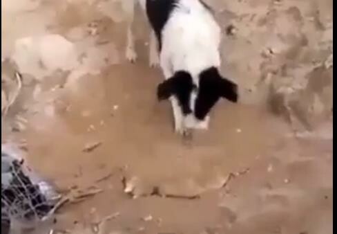 Σκύλος θάβει νεκρό κουτάβι