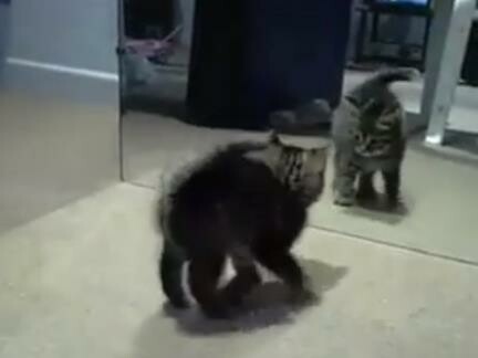 Γατάκι ανακαλύπτει τον εαυτό του στον καθρέφτη