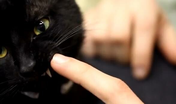 Ο πανκ γάτος που ζει σε σπίτι στα Εξάρχεια και ταξιδεύει παντού μέσω YouTube