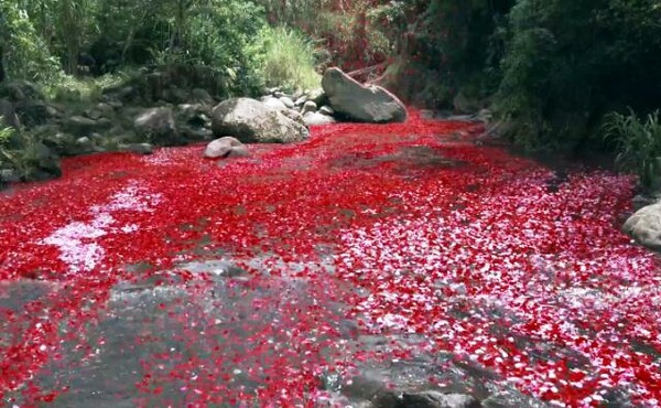 8.000.000 ροδοπέταλα