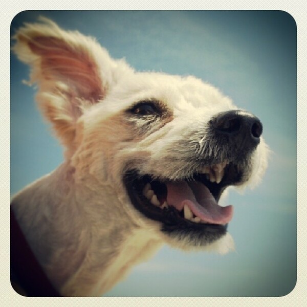 #LIFOPETS (25): Αυτά είναι τα κατοικίδιά μας