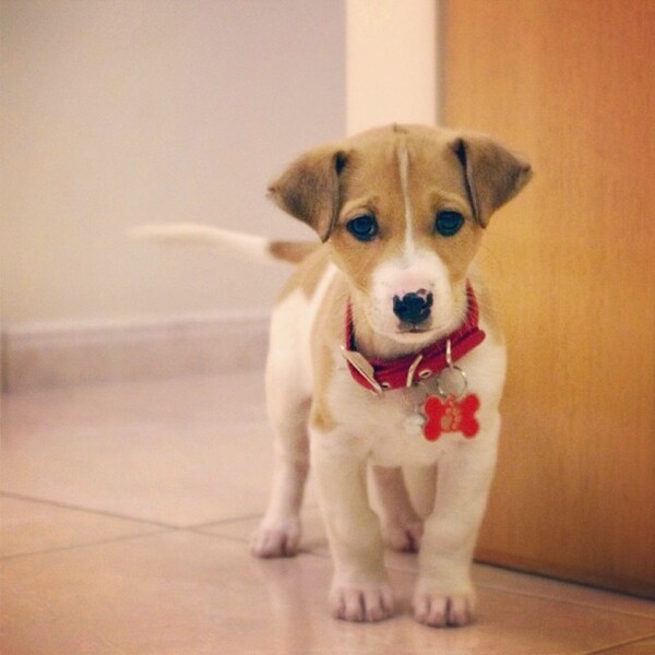  #LIFOPETS (20): Αυτά είναι τα κατοικίδιά μας 
