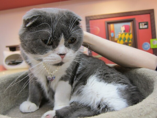 Η εμμονή των Γιαπωνέζων με τις γάτες: H Ηello Kitty είναι μόνο η κορυφή του παγόβουνου..