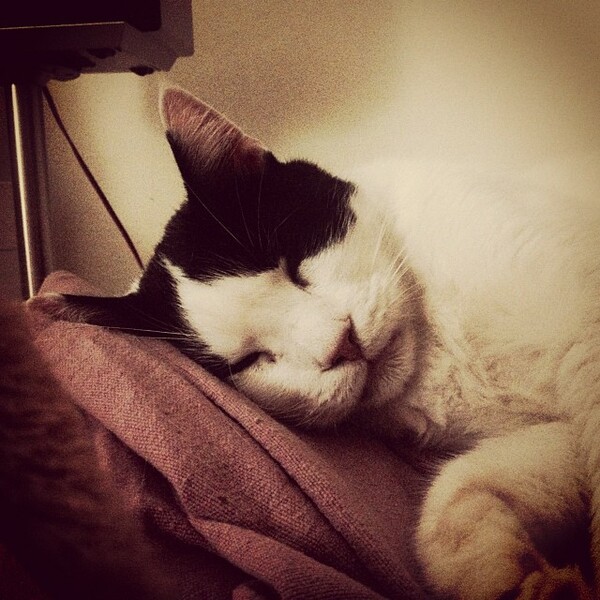 #LIFOPETS (18): Αυτά είναι τα κατοικίδιά μας
