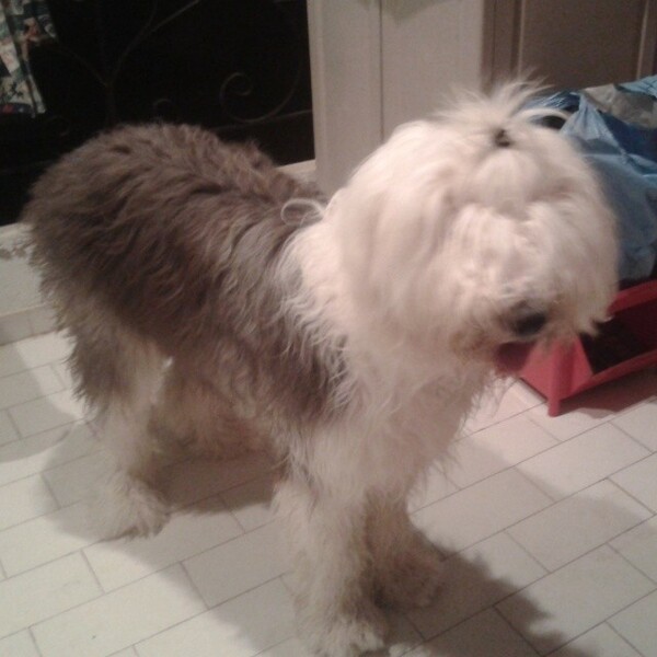#LIFOPETS (18): Αυτά είναι τα κατοικίδιά μας