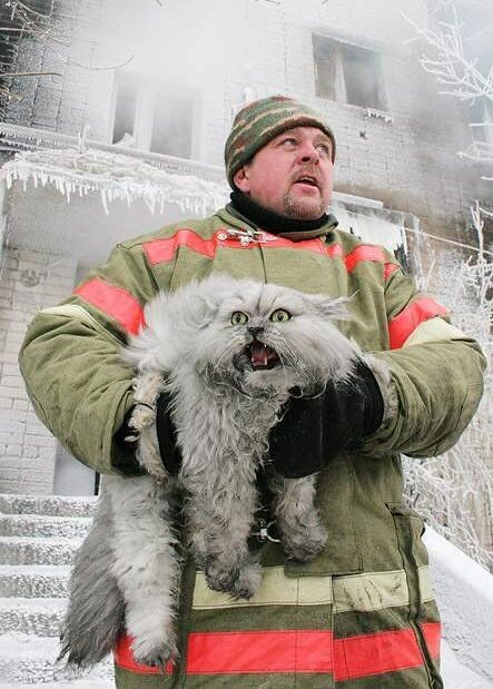 20 γατούλες που διασώθηκαν από πυροσβέστες!