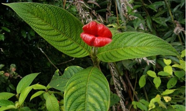Hooker's Lips: Ένα φυτό για φίλημα!