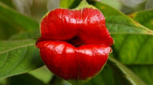 Hooker's Lips: Ένα φυτό για φίλημα!