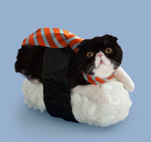 Sushi Cats: To πιο χαριτωμένο, ακαταλαβίστικο wtf των ημερών .