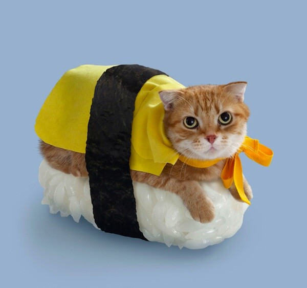 Sushi Cats: To πιο χαριτωμένο, ακαταλαβίστικο wtf των ημερών .