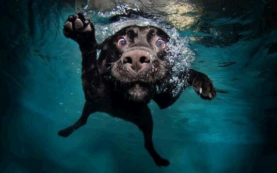 22 υπέροχα σκυλάκια σε καταπληκτικές υποβρύχιες λήψεις.
