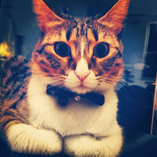 #LIFOPETS (18): Αυτά είναι τα κατοικίδιά μας