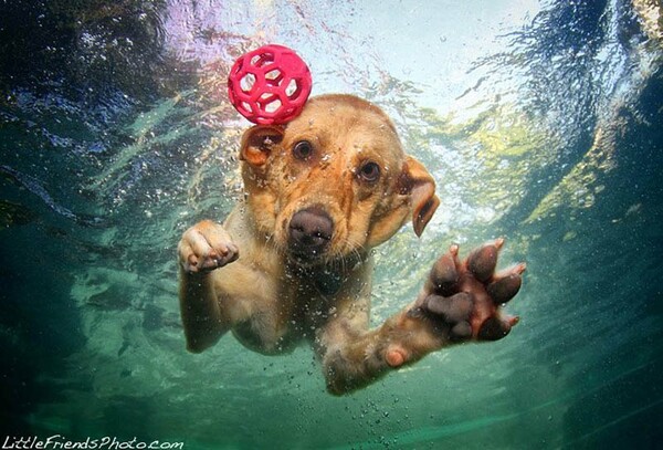 22 υπέροχα σκυλάκια σε καταπληκτικές υποβρύχιες λήψεις.