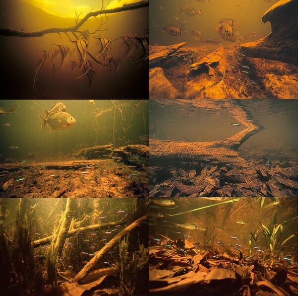 Aquascaping από τον Takashi Amano.