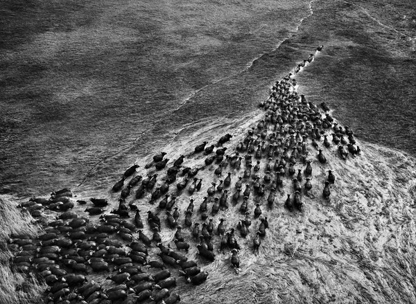 Genesis. Sebastião Salgado