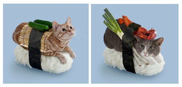 Sushi Cats: To πιο χαριτωμένο, ακαταλαβίστικο wtf των ημερών .