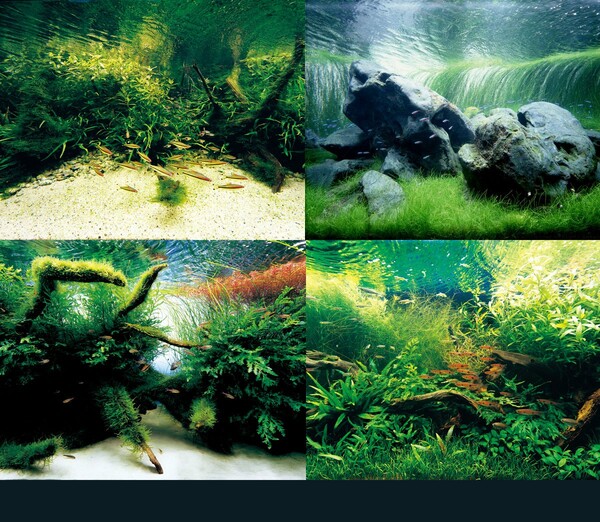 Aquascaping από τον Takashi Amano.