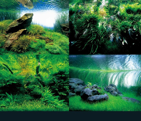 Aquascaping από τον Takashi Amano.
