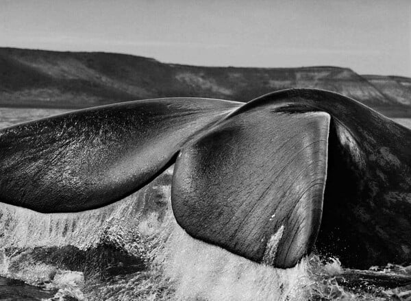 Genesis. Sebastião Salgado